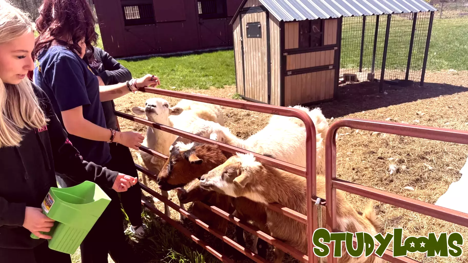 Discovering Opportunities in Killingly High School's Agriculture Program