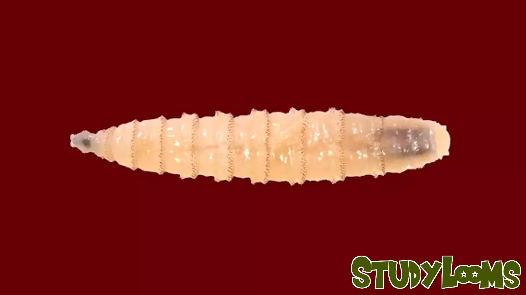 Texas A&M AgriLife Extension Launches Community Education on Screwworms