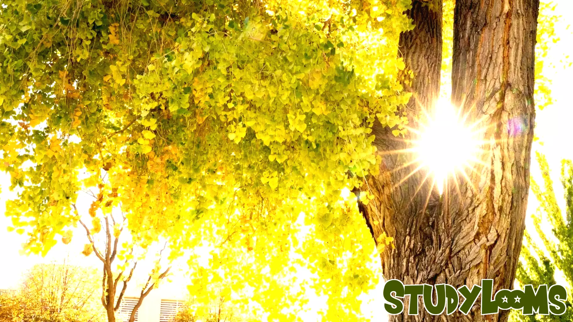 University of New Mexico Earns Tree Campus Higher Education Status