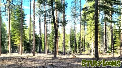 Community Gathers for Wildfire Awareness Day in Truckee
