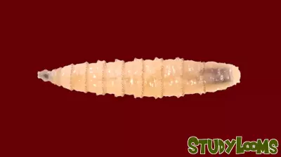 Texas A&M AgriLife Extension Launches Community Education on Screwworms