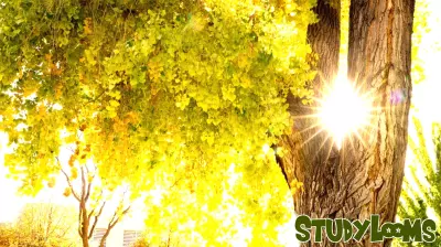 University of New Mexico Earns Tree Campus Higher Education Status
